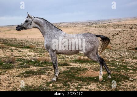 Arabische Stute Stockfoto