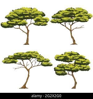 Set Vektor-Illustration von vier Bäumen Es ist eine Art von Baum, der in der afrikanischen Grasland wächst Stock Vektor