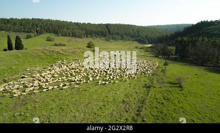 Luftdrohnen-Fotografie einer Herde von Schafen, die in den Karmel-Bergen, Israel, grasen Stockfoto