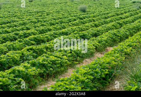 Grünes Erdbeerfeld. Reihen von Erdbeeren im Garten. Geringe Schärfentiefe. Stockfoto