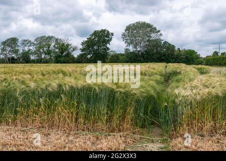 Erntezeit in der britischen Essex Stockfoto