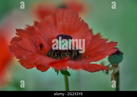 Saftig rot orientalischer Mohn Papaver orientale close up schöne zart luftig, poetisch, flüchtig, blühend, Blütenblätter, Staubgefäße, Pistill, Stockfoto