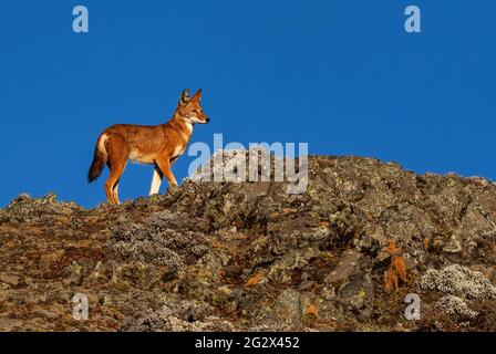 Äthiopischer Wolf - Canis simensis, schöner gefährdeter Wolf endemisch in äthiopischen Hügeln, Bale-Bergen, Äthiopien. Stockfoto