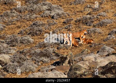 Äthiopischer Wolf - Canis simensis, schöner gefährdeter Wolf endemisch in äthiopischen Hügeln, Bale-Bergen, Äthiopien. Stockfoto