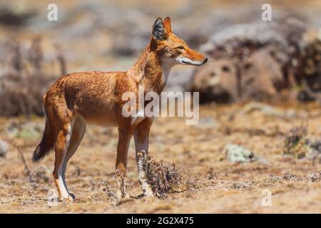 Äthiopischer Wolf - Canis simensis, schöner gefährdeter Wolf endemisch in äthiopischen Hügeln, Bale-Bergen, Äthiopien. Stockfoto