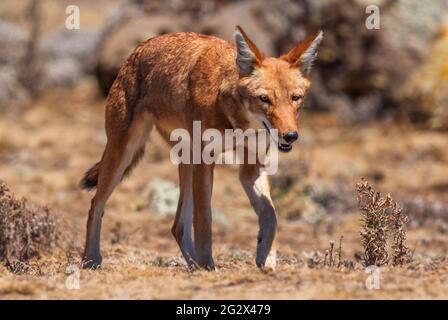 Äthiopischer Wolf - Canis simensis, schöner gefährdeter Wolf endemisch in äthiopischen Hügeln, Bale-Bergen, Äthiopien. Stockfoto