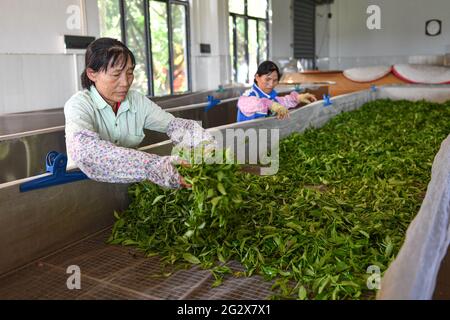 (210613) -- BAISHA, 13. Juni 2021 (Xinhua) -- Bauern verarbeiten frisch gepflückte Teeblätter im Wulilu-Teegarten im autonomen Landkreis Baisha Li in der südchinesischen Provinz Hainan, 10. Juni 2021. Fu Xiaofang, die aus der ethnischen Gruppe von Li stammt, gründete 2008 ihr eigenes Teegeschäft und führte den Bio-Teegarten von Wulilu im autonomen Bezirk Baisha Li, ihrer Heimatstadt. Durch Versuch und Irrtum expandierte Fu's Teegarten auf etwa 20 Hektar und verkaufte in ganz China Bio-Tee. Der Teegarten, der im Rahmen eines Programms zur Armutsbekämpfung in der Industrie betrieben wird, hat verarmte Bauern in die Teeproduktion einbezogen und geholfen Stockfoto