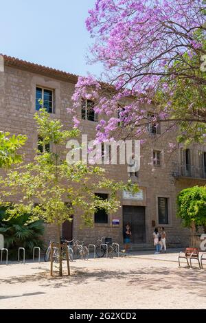 BARCELONA, SPANIEN - 10. JUNI 2019: Lila blühende Bäume im Zentrum der Stadt Barcelona in Spanien Stockfoto