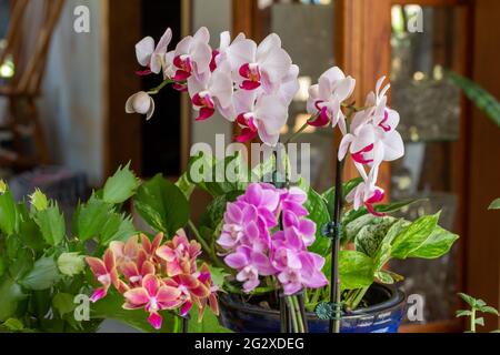 Abstrakte Strukturansicht eines Astes von atemberaubenden weißen und rosigen roten Pfalaenopsis-Motten-Orchideenblüten, umgeben von Miniaturorchideen Stockfoto