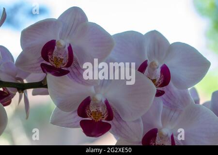 Makro abstrakte Textur Ansicht eines Astes von atemberaubenden weißen und rosigen roten Pfalaenopsis Motte Orchideenblüten, mit defokussierten Hintergrund Stockfoto