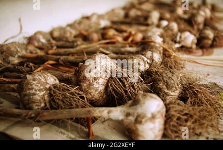 Knoblauchernte. Landwirtschaft Hintergrund mit schmutzigen Knoblauchzwiebeln mit Wurzeln verschmutzt in den Boden frisch aus der Erde gegraben. Ernte auf dem Land. Stockfoto