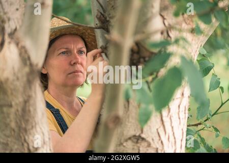 Weibliche Bäuerin untersucht Walnussbaum Äste und Blätter für gemeinsame Schädlinge und Krankheiten in Bio-Obstgarten Stockfoto