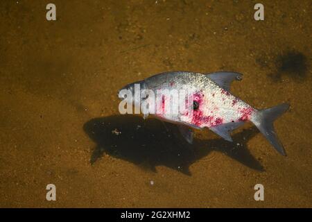 Ein toter Fisch mit einer blutigen Wunde im Wasser. Natürlicher Farbhintergrund und Konzept für Umwelt und Tiere. Stockfoto