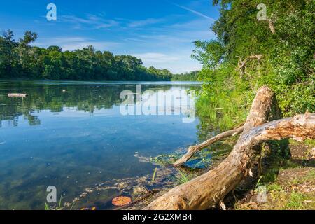 Wien, Wien: oxbow Lake Donau-oder-Kanal in Lobau, Teil des Nationalparks Donau-Auen (Donau-Auen Nationalpark) im Jahr 22. Donaustadt, Wien, Österreich Stockfoto