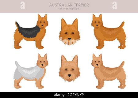 Australian Terrier alle Farben Cliparts. Verschiedene Fellfarben und Posen eingestellt. Vektorgrafik Stock Vektor