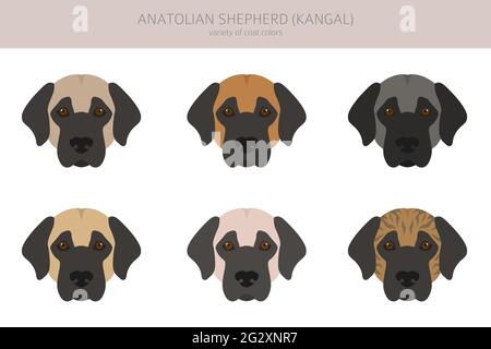 Anatolischer Schäferhund alle Farben Cliparts. Verschiedene Fellfarben und Posen eingestellt. Vektorgrafik Stock Vektor