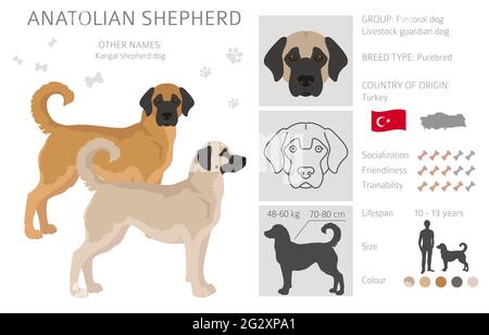 Anatolischer Schäferhund alle Farben Cliparts. Verschiedene Fellfarben und Posen eingestellt. Vektorgrafik Stock Vektor