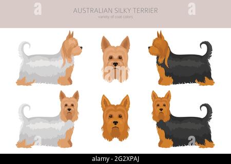 Australian Silky Terrier alle Farben Cliparts. Verschiedene Fellfarben und Posen eingestellt. Vektorgrafik Stock Vektor