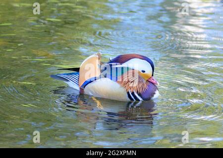 Bunte Mandarinente, die in einem Teich schwimmt, eine Ostpaläarktische Barchente mit auffälliges Gefieder Stockfoto