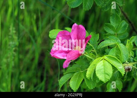 Rosa Hunderose wächst wild in Hospital Wood, Fordwich, Canterbury, Kent, England, Vereinigtes Königreich Stockfoto