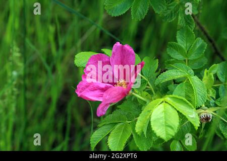 Rosa Hunderose wächst wild in Hospital Wood, Fordwich, Canterbury, Kent, England, Vereinigtes Königreich Stockfoto