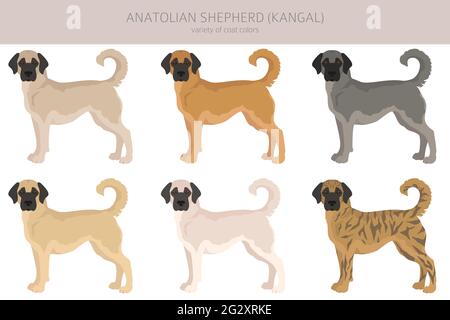 Anatolischer Schäferhund alle Farben Cliparts. Verschiedene Fellfarben und Posen eingestellt. Vektorgrafik Stock Vektor