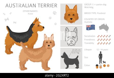 Australian Terrier alle Farben Cliparts. Verschiedene Fellfarben und Posen eingestellt. Vektorgrafik Stock Vektor