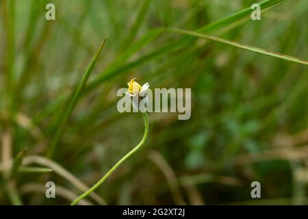 Behaarte Galinsoga- oder Shaggy-Soldaten ein üppiger, samenproduzierender Sommer, der jährlich mit behaarten Blättern und Stielen eine Wildblumenpflanze hervorbringt Stockfoto