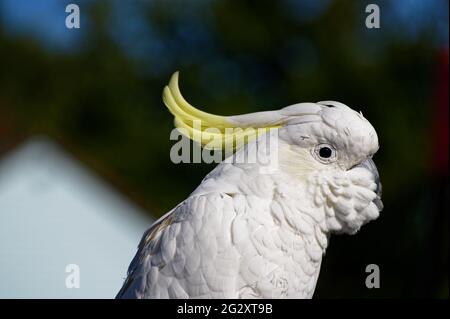 Ein weißer Papagei mit einem gelben Kamm, dem Schwefel-Kakadu mit Haube Stockfoto