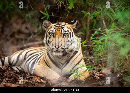 Indische wilde königliche männliche bengalische Tiger in der Nähe bei Monsunregen im bandhavgarh Nationalpark oder Tiger Reserve umaria madhya pradesh india panthera tigris Stockfoto