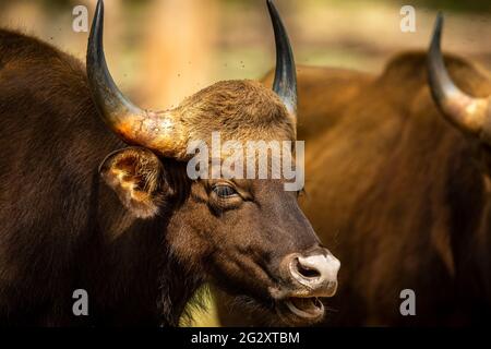 Gaur oder Indian Bison oder bos Gaurus Nahaufnahme oder Porträt im bandhavgarh Nationalpark madhya pradesh indien Stockfoto