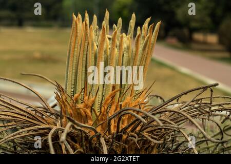 Sago Palm ist eine palmenartige immergrüne Staude mit einer sehr attraktiven Rosette aus glänzendem, sehr langsam wachsenden und langlebigen, preisgekrönten Cycas revolu Stockfoto