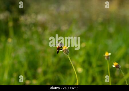 Der Name des großen Tieres ist eine Biene, die auf Hairy Galinsoga oder Mantel Knöpfe Blume sitzt, um Honig zu sammeln und dies ist die wilde Pflanze Stockfoto