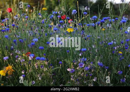 Nahaufnahme der blau blühenden einheimischen britischen Kornblume centaurea cyanus. Stockfoto