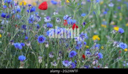 Nahaufnahme der blau blühenden einheimischen britischen Kornblume centaurea cyanus. Stockfoto