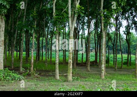 Der Waldwald, wo Reihen und Reihen von Mahagonibäumen und Jute Ernte Feld um den größten Wald Stockfoto