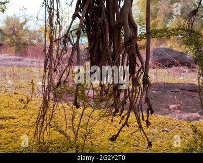 Baumwurzeln fallen um Waldgebiet mit Himmel Rahmen Stockfoto