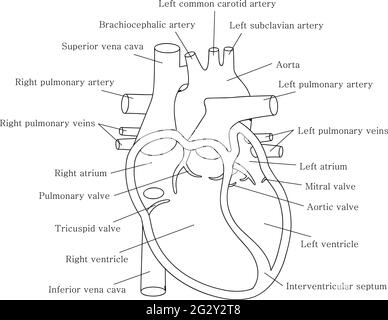 Humanes Herzsystem mit Beschreibungen. Pädagogisches Diagramm mit menschlichem Herzquerschnitt. Stock Vektor