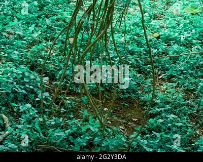 Baumwurzeln fallen um Waldgebiet mit Grasfeld Stockfoto