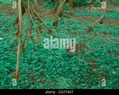 Baumwurzeln fallen um Waldgebiet mit Grasfeld Stockfoto