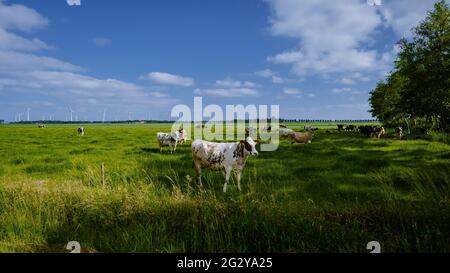 Niederländische braune und weiße Kühe, Urk Niederlande,Schwarze und weiße Kühe auf einem grasbewachsenen Feld an einem hellen und sonnigen Tag in den Niederlanden Stockfoto