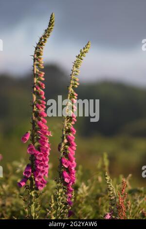 Zwei Foxglove Türmchen Stockfoto