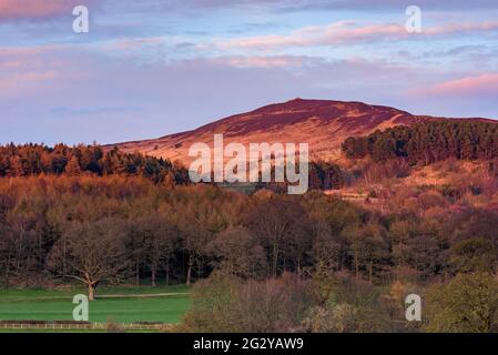 Sonniger Frühlingsabend, szenischer Blick (steiler Hügel und Hügel, Waldbäume, Hochland und Fjells unter rosa blauem Himmel) - Beamsley Beacon Summit, England, Großbritannien. Stockfoto