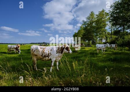 Niederländische braune und weiße Kühe, Urk Niederlande,Schwarze und weiße Kühe auf einem grasbewachsenen Feld an einem hellen und sonnigen Tag in den Niederlanden Stockfoto