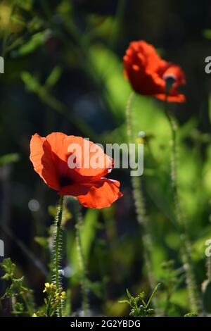 Mohnblumen im Sonnenlicht Stockfoto