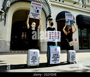Paris, Frankreich. Juni 2021. PETA-Protest gegen Hotel Millennium, Sponsor von iditarod, gewalttätiges Schlittenrennen für Hunde, vor dem Millennium Resort Hotel in Paris, Frankreich, am 12. Juni 2021. Foto von Karim Ait Adjedjou/Avenir Pictures/ABACAPRESS.COM Stockfoto