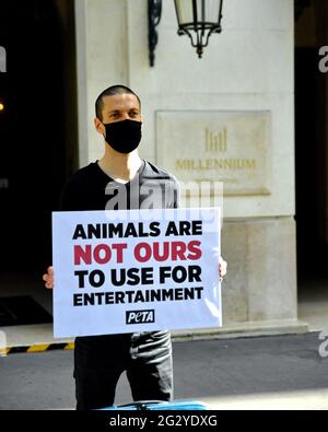 Paris, Frankreich. Juni 2021. PETA-Protest gegen Hotel Millennium, Sponsor von iditarod, gewalttätiges Schlittenrennen für Hunde, vor dem Millennium Resort Hotel in Paris, Frankreich, am 12. Juni 2021. Foto von Karim Ait Adjedjou/Avenir Pictures/ABACAPRESS.COM Stockfoto