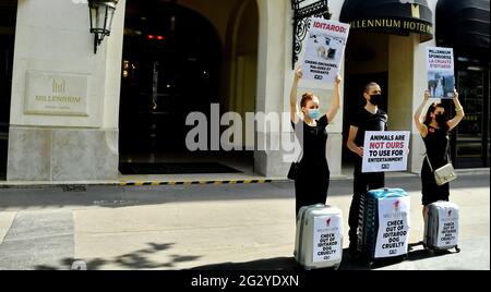 Paris, Frankreich. Juni 2021. PETA-Protest gegen Hotel Millennium, Sponsor von iditarod, gewalttätiges Schlittenrennen für Hunde, vor dem Millennium Resort Hotel in Paris, Frankreich, am 12. Juni 2021. Foto von Karim Ait Adjedjou/Avenir Pictures/ABACAPRESS.COM Stockfoto