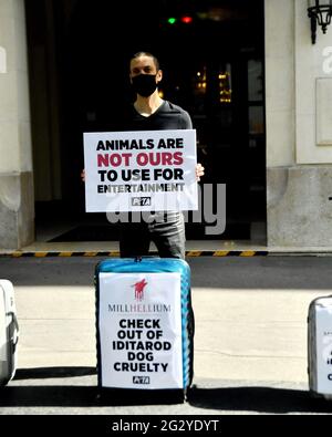Paris, Frankreich. Juni 2021. PETA-Protest gegen Hotel Millennium, Sponsor von iditarod, gewalttätiges Schlittenrennen für Hunde, vor dem Millennium Resort Hotel in Paris, Frankreich, am 12. Juni 2021. Foto von Karim Ait Adjedjou/Avenir Pictures/ABACAPRESS.COM Stockfoto