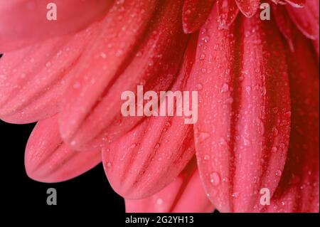 Korallenrote Gerbera mit Wassertropfen auf schwarzem Hintergrund. Bunte frischen Frühling Hintergrund für Ihr Design. Makrobild mit geringer Schärfentiefe. Stockfoto